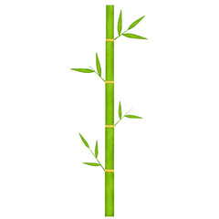 Green Bamboo Watercolor illustration