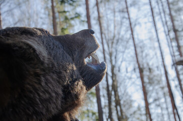 the head of a bear looking to the sky