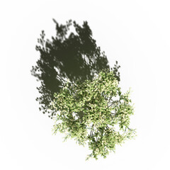 tree with a shadow under it, top view, isolated on white background, 3D illustration, cg render

