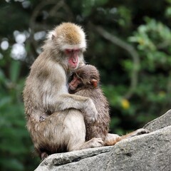我が子を抱くニホンザルの母
