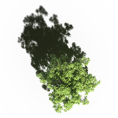 tree with a shadow under it, top view, isolate on a transparent background, 3d illustration