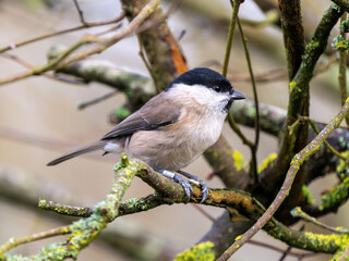 Marsh Tit Perched on a Branch