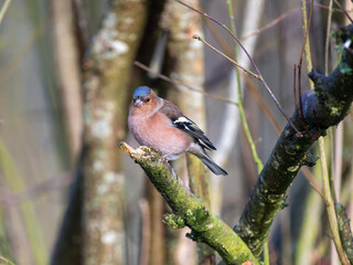 Chaffinch Perched on a Branch
