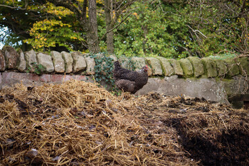 A hen on top of a manure pile.
