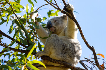 A beautiful, adorable, friendly wild koala bear eating the leaves of a eucalyptus tree found on...