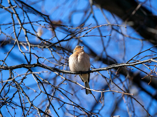 A finch sits on a tree branch and sings a spring song against the blue sky. Spring sunny natural background with singing finch.
