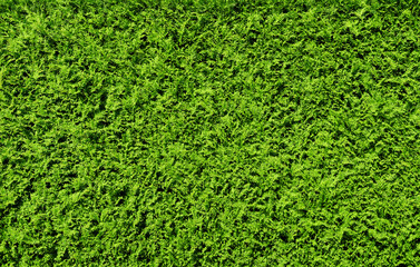 Green Thuja Hedge Background Pattern Texture