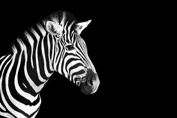 Fototapeta na wymiar Head of Zebra photo in black and white over black background.
