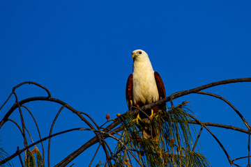 Brahminy Kite sitting on the branch on the beach and looking for some fish. Spotted on Magnetic Island, Queensland Australia. Birds of Australia