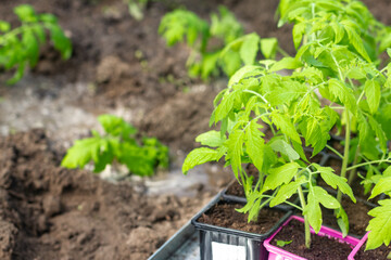 Seedlings of young tomatoes in containers prepared for planting in a greenhouse. Planting material