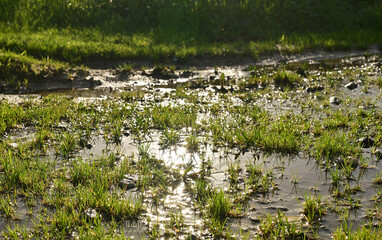 Obraz na płótnie Canvas Consequences of downpour, flood..Green grass under a puddle water flood.Small puddle of water in the grass.
