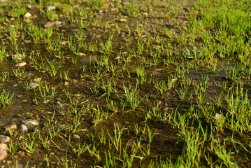 Grass is flooded. Consequences of downpour, flood.
Green grass under a puddle water flood. 