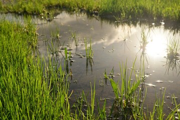 Obraz premium Green grass under a puddle water .Rainy summer or spring. Puddle of water in the grass.