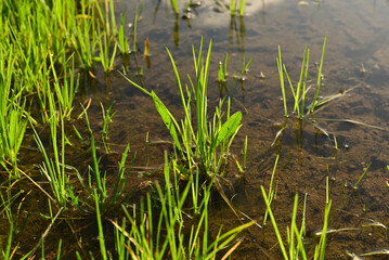 Seedlings reflected on the water surface just after climbing