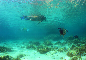 Fototapeta na wymiar a diver and a turtle in the crystal clear waters of the caribbean sea