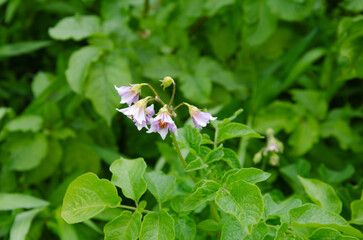 potatoes bloom in the garden. blossoming harvest