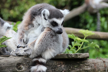 ring-tailed lemur (maki catta) in a zoo in france