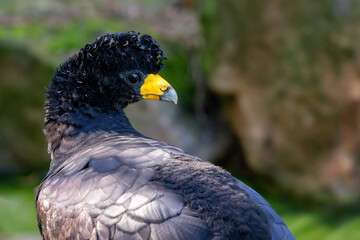 Portrait of the black curassow (Crax alector)