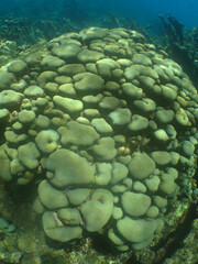 coral reef in the crystal clear waters of the caribbean sea