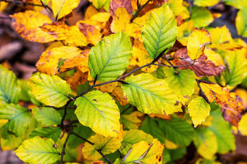 Autumn beech leaves on a branch