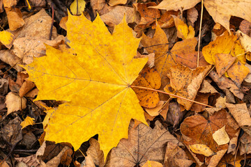 Naklejka na ściany i meble Autumn leaf of maple tree. Background group autumn leaf.