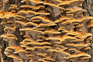 Group of mushrooms on a tree trunk in a forest