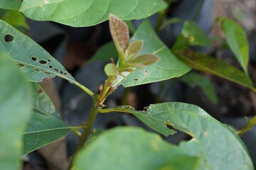Modified Side-Veneer Grafting Avocados.