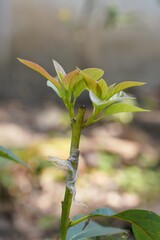 Modified Side-Veneer Grafting Avocados.