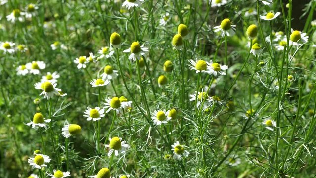 Medicinal chamomile,  Matricaria chamomilla. 