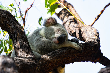 Beautiful, cute, adorable wild koala bear while sleeping between branches of eucalyptus tree found on Magnetic Island, Queensland, Australia. Symbol of Australia © Jakub