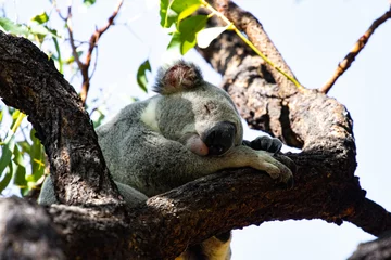 Zelfklevend Fotobehang Beautiful, cute, adorable wild koala bear while sleeping between branches of eucalyptus tree found on Magnetic Island, Queensland, Australia. Symbol of Australia © Jakub
