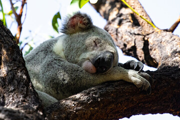 Obraz premium Beautiful, cute, adorable wild koala bear while sleeping between branches of eucalyptus tree found on Magnetic Island, Queensland, Australia. Symbol of Australia