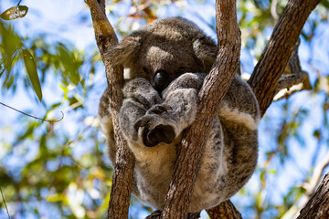 Beautiful, cute, adorable wild koala bear while sleeping between branches of eucalyptus tree found on Magnetic Island, Queensland, Australia. Symbol of Australia