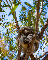 Fototapeta premium Beautiful, cute, adorable wild koala bear while sleeping between branches of eucalyptus tree found on Magnetic Island, Queensland, Australia. Symbol of Australia