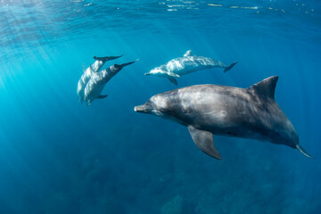 Fototapeta premium dolphin in the water