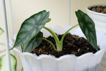 Close up of Alocasia dragon scale in a pot with selective focus.