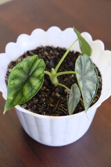 Close up of Alocasia dragon scale in a pot with selective focus.
