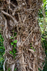 Dead ivy roots on a tree trunk, with a colony of red firebugs