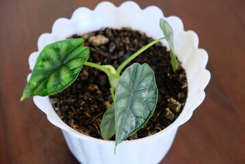 Close up of Alocasia dragon scale in a pot with selective focus.