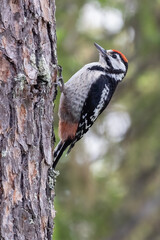 great spotted woodpecker