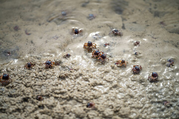crabs on a beach in tasmania australia