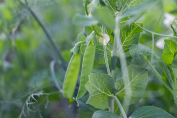 Young pea plant with pods in garden bed. Beautiful bush pea plant background.