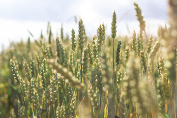 Obraz premium Wheat field image. View on fresh ears of young green wheat and on nature in spring summer field