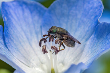 A stomorhina obsoleta on the pistils of blue flower