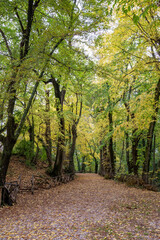 Naklejka premium Colored autumn trees in the park of Beato Sante, a shrine near Monbaroccio, a little fortified village in the Province of Pesaro e Urbino in the Italian region Marche