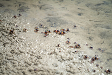 Tasmanian burrowing Southern Soldier crab on a beach close up in australia in summer