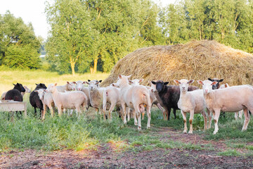 Sheep graze in a meadow on green grass near a haystack.