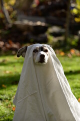 Halloween Hund, verkleideter Hund als Geist