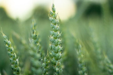 Ears of young green wheat. Amazingly beautiful endless fields of green wheat.