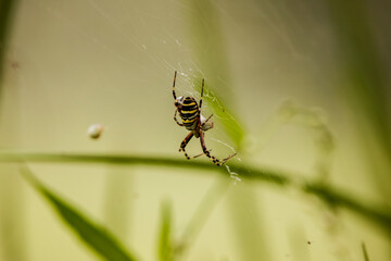 Close-up of a venomous spider hanging in it's web